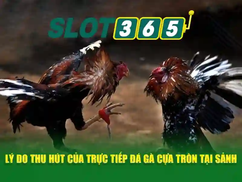 Slot365: Trải nghiệm slots trực tuyến tuyệt đỉnh