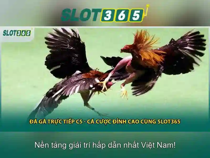 Slot365 là nền tảng máy đánh bạc trực tuyến hàng đầu